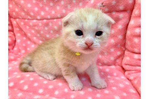 成約済の千葉県のスコティッシュフォールド-12370の2枚目